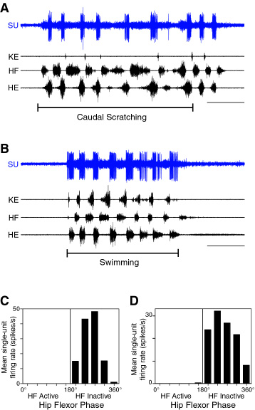 scratch/swim neurons